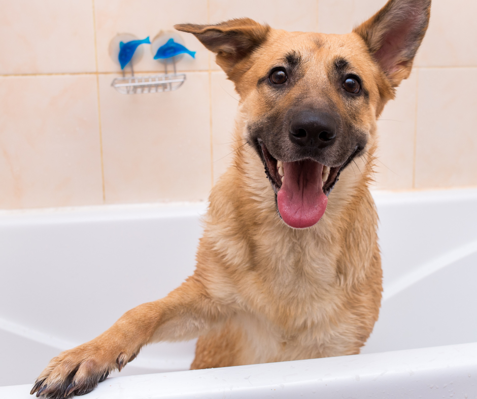 Higiene do seu cachorro: banho e pós-passeio