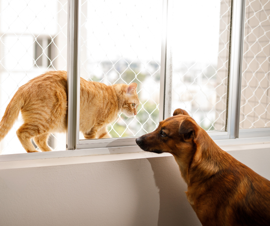 Os efeitos da quarentena para os animais