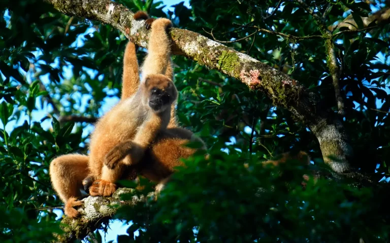 Dia da Mata Atlântica