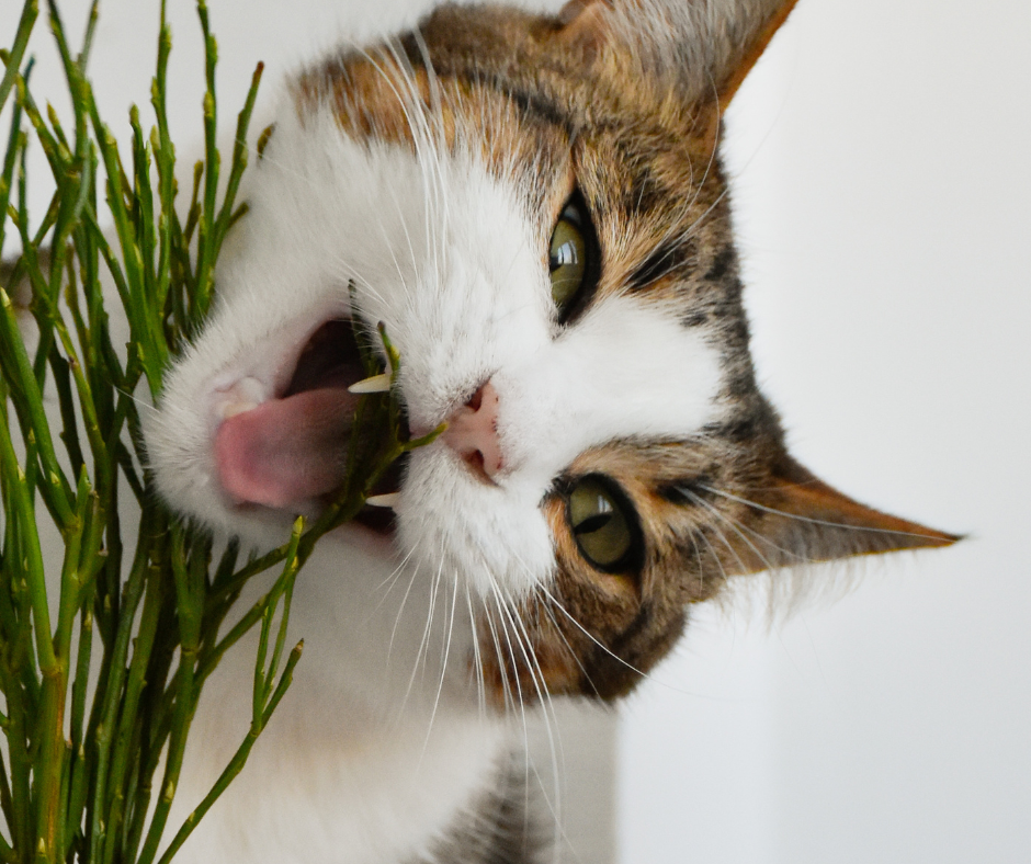 Pets e plantas em casa