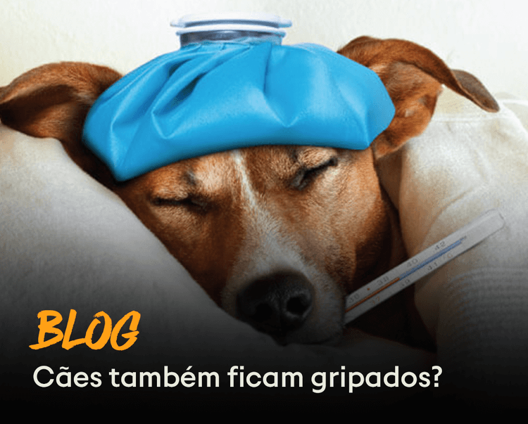 Blog - gripados