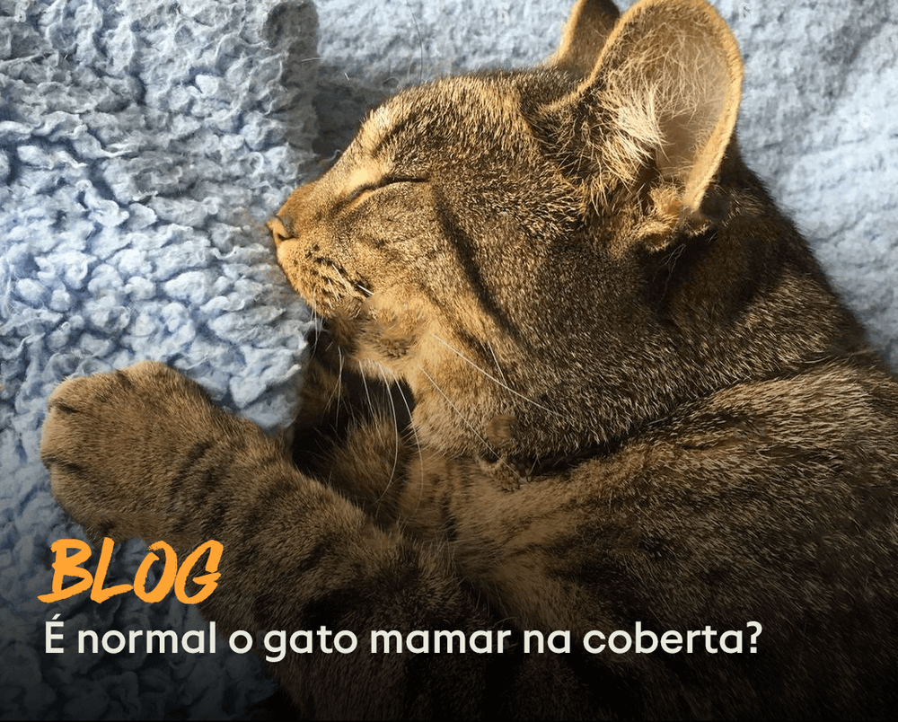 É normal o gato mamar na coberta? – Instituto Ampara Animal