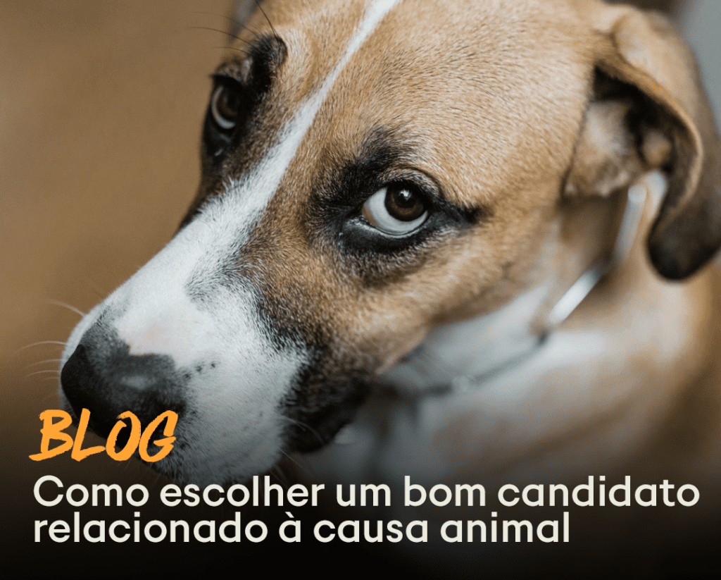 Blog - Eleições