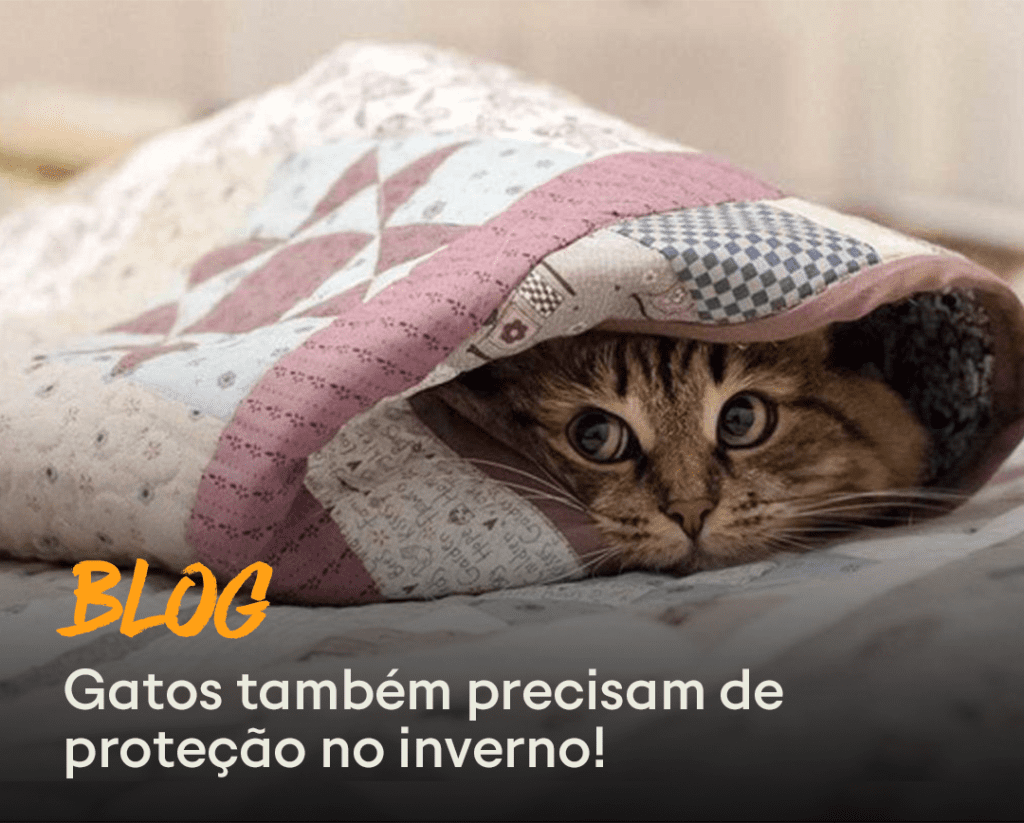 Blog - Gatos com frio