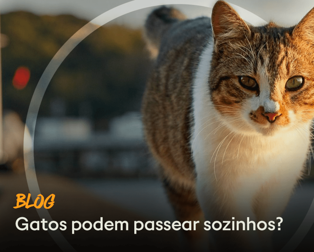 Blog - Gatos podem passear sozinhos?