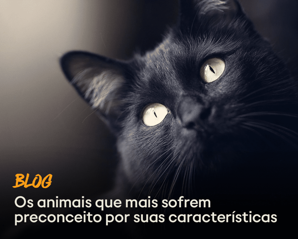 Blog - Animais Preconceito