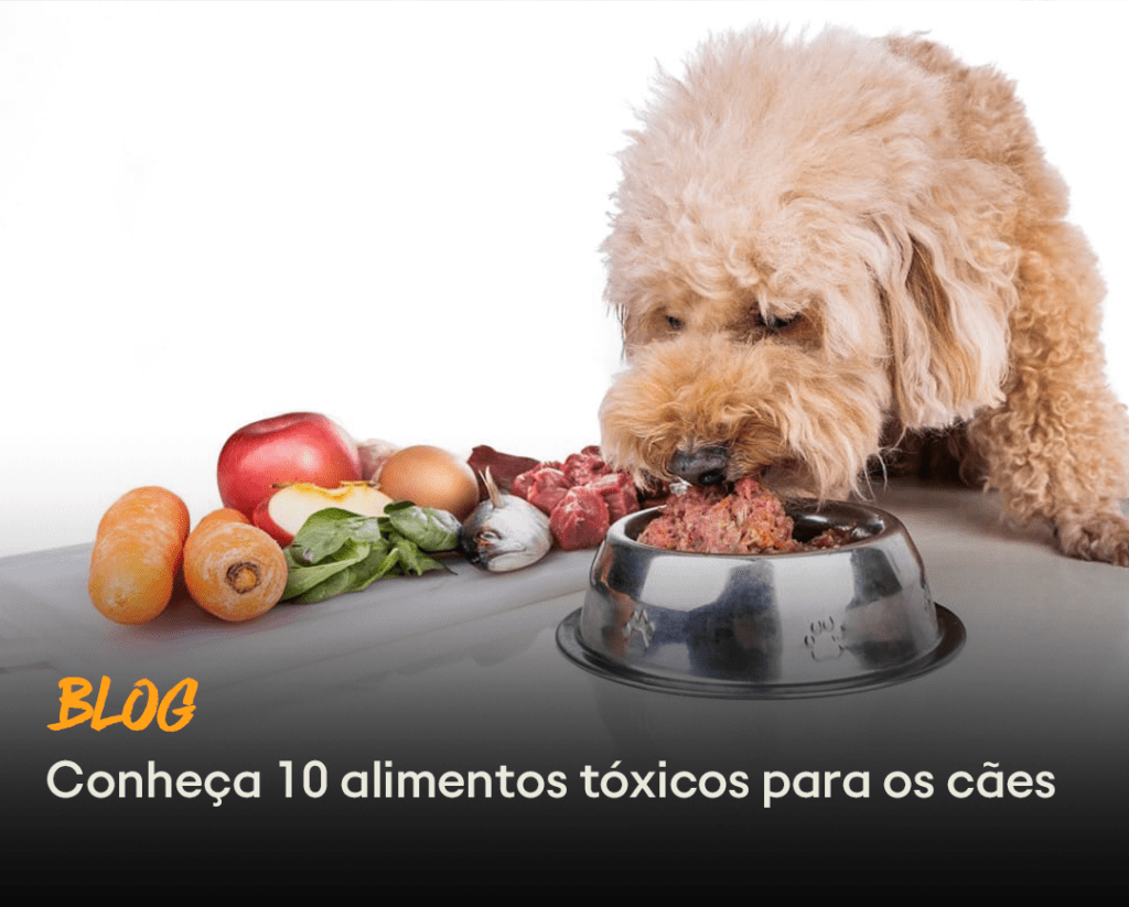 Cachorro comendo ração em volta de alimentos naturais.