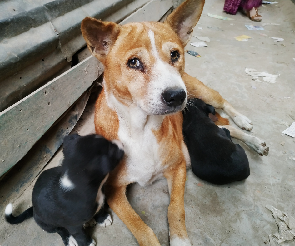 Controle dos Animais