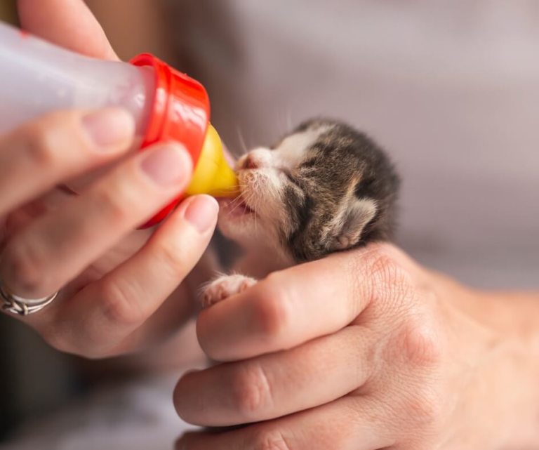 Dicas importantes para salvar ninhadas recém-nascidas separadas de suas mães