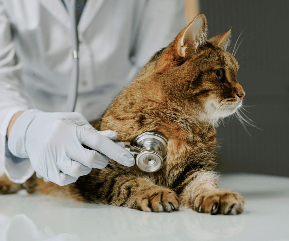 Gato no médico