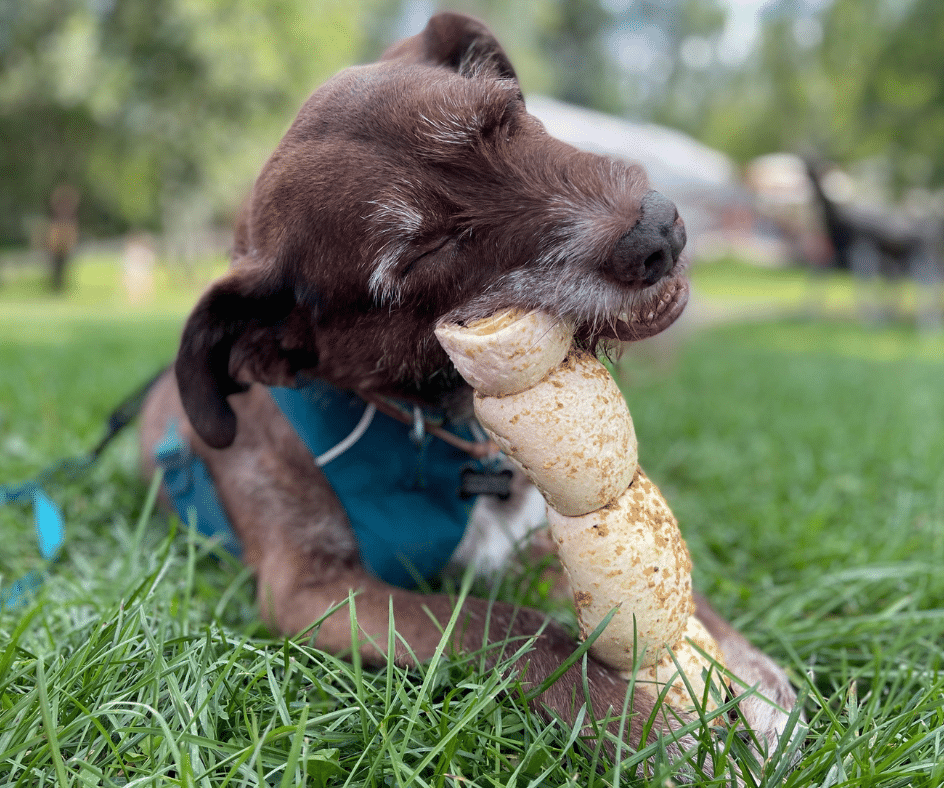 Cachorro roendo osso