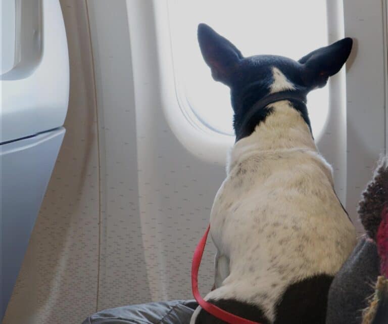 Cachorro no avião