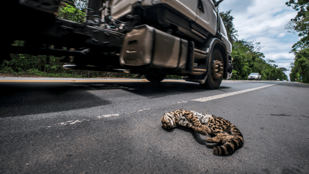 Atropelamento de Fauna no Brasil 2