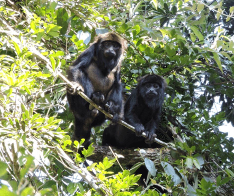 Dois indivíduos de bugios-ruivos na natureza, em São Paulo