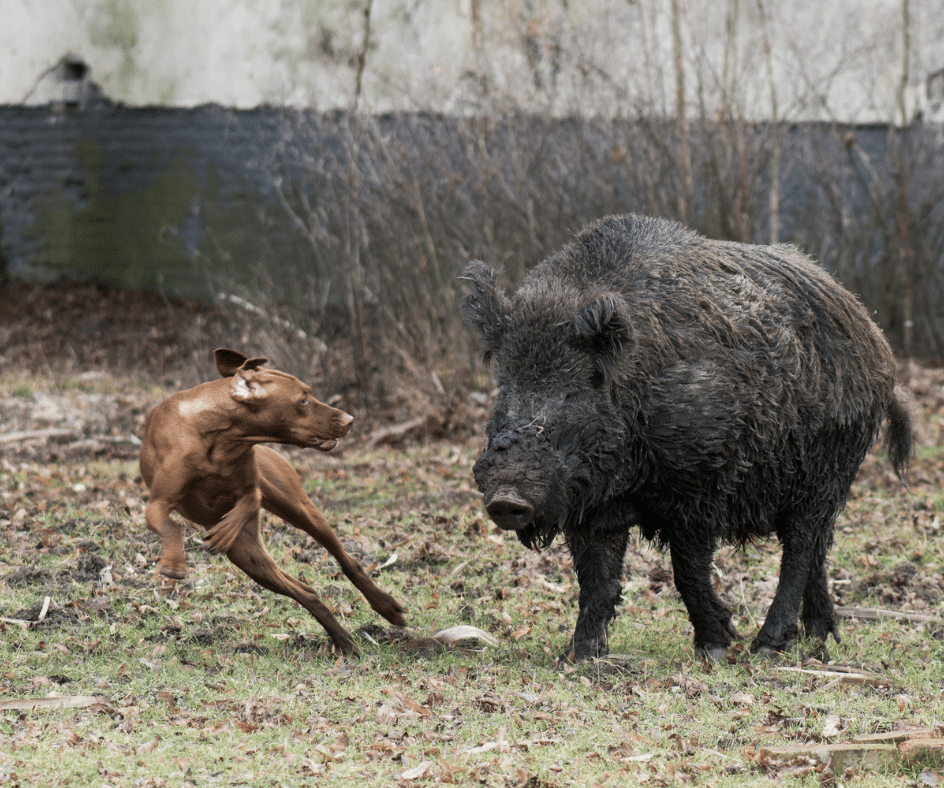 Javali caçado por cães