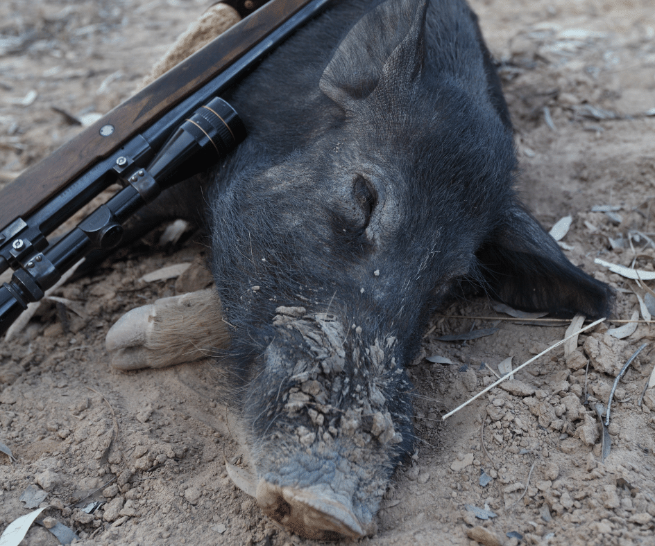 Javali abatido por arma de fogo