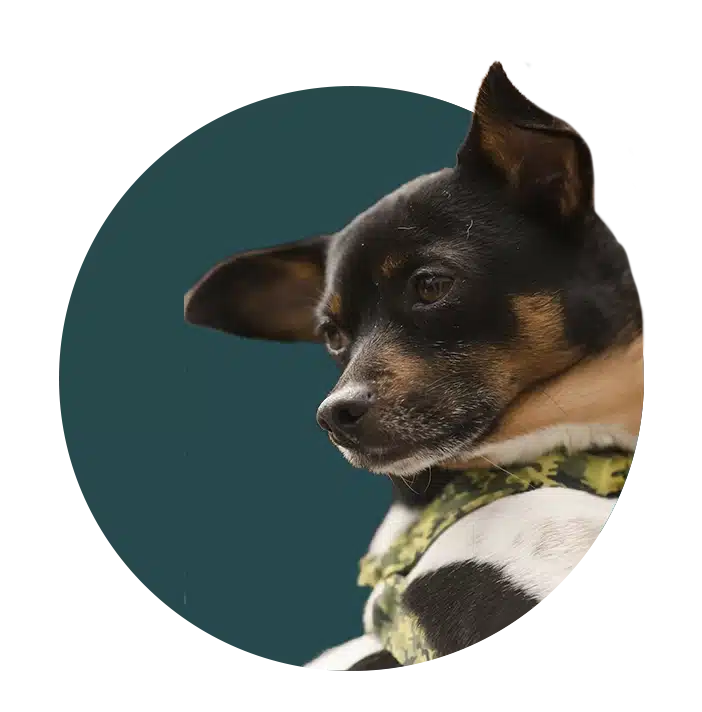 Doguinho castração - Apoiadores Digitais