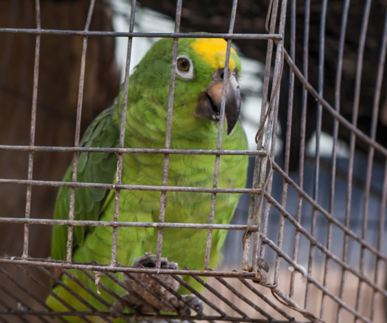 Papagaio preso em gaiola suja e pequena