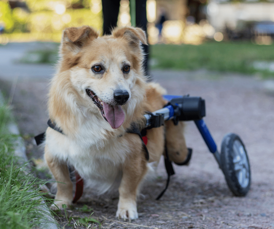 Pet com deficiência