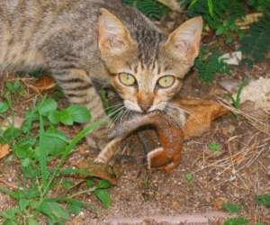 Noronha Ampara Animais