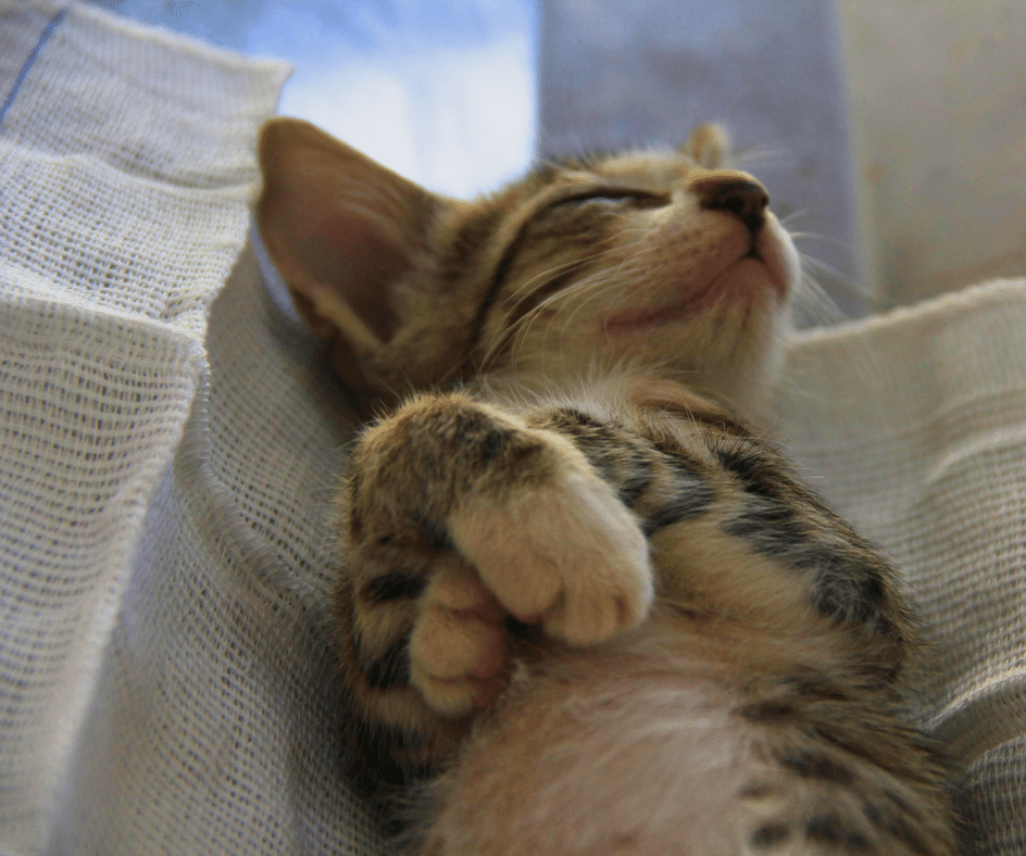 Gato Dormindo