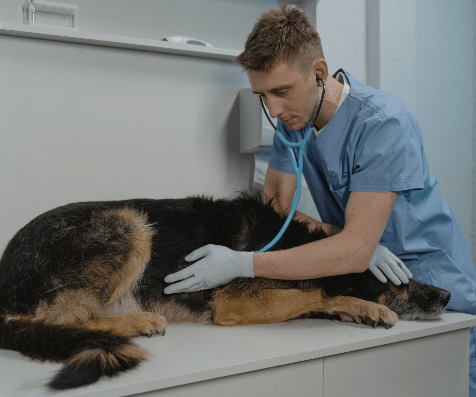 Cachorro no veterinário 