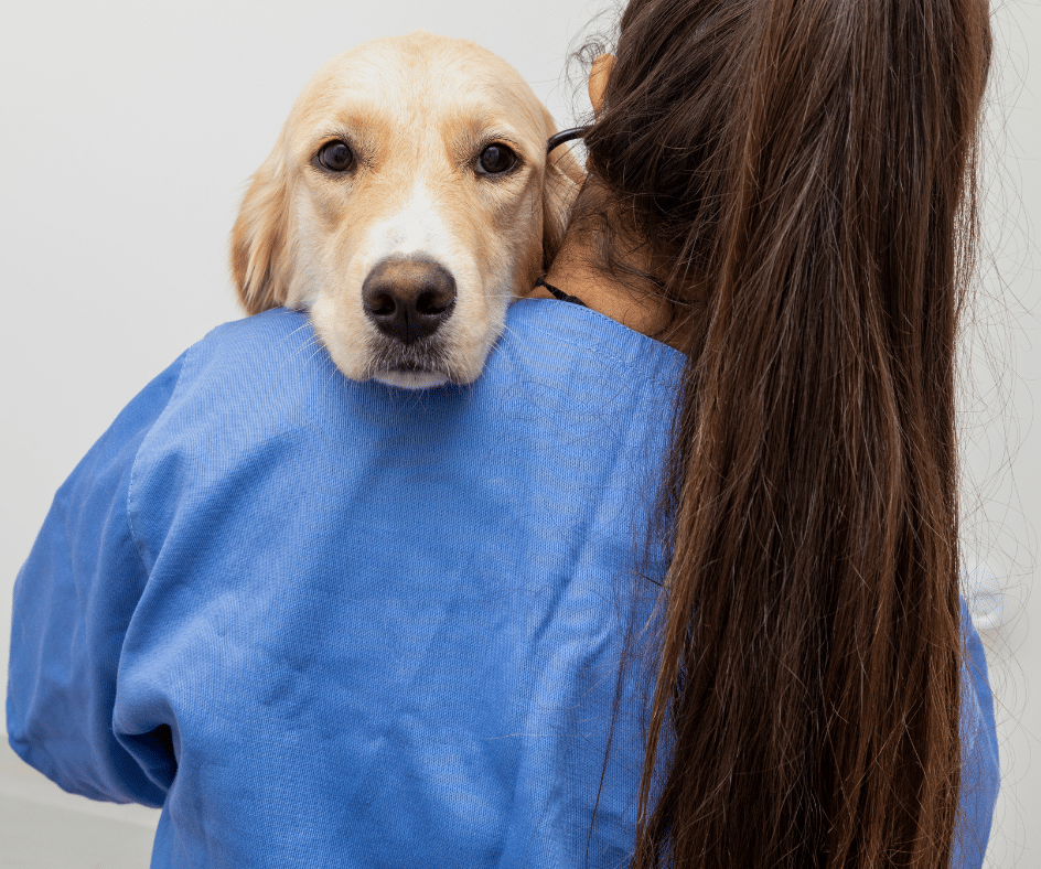 Pet no veterinário