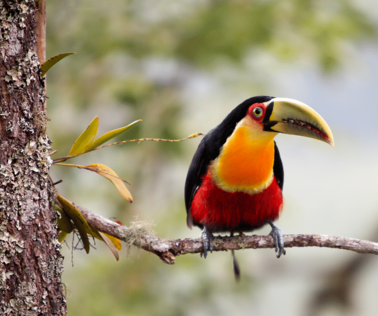 Tucano_de_bico_verde