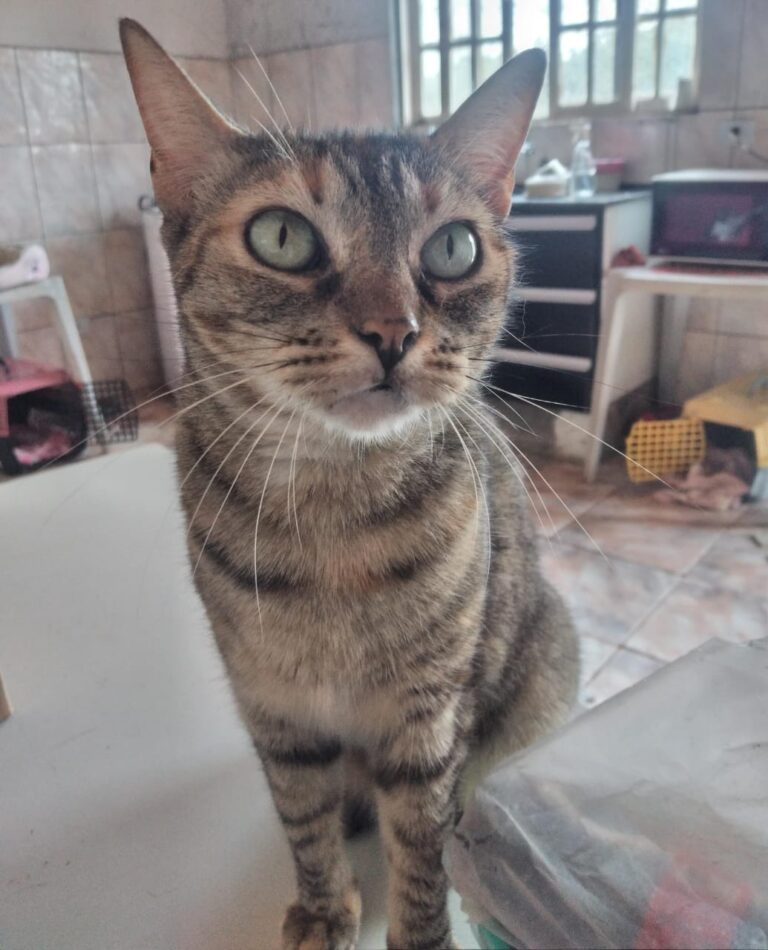 Maezinha