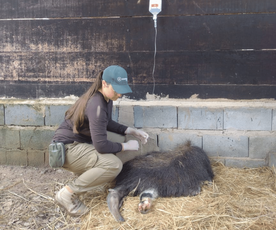 Mulher atendendo tamanduá-bandeira vítima de queimadas no Pantanal
