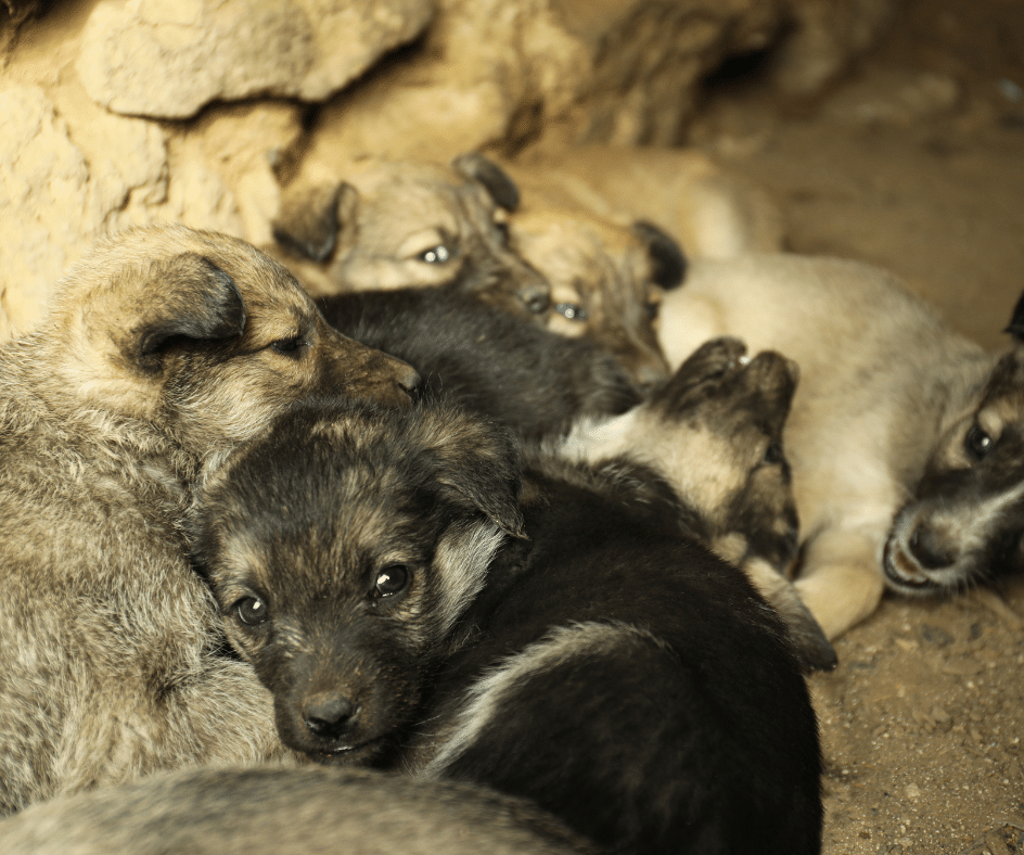 Vários Cachorros
