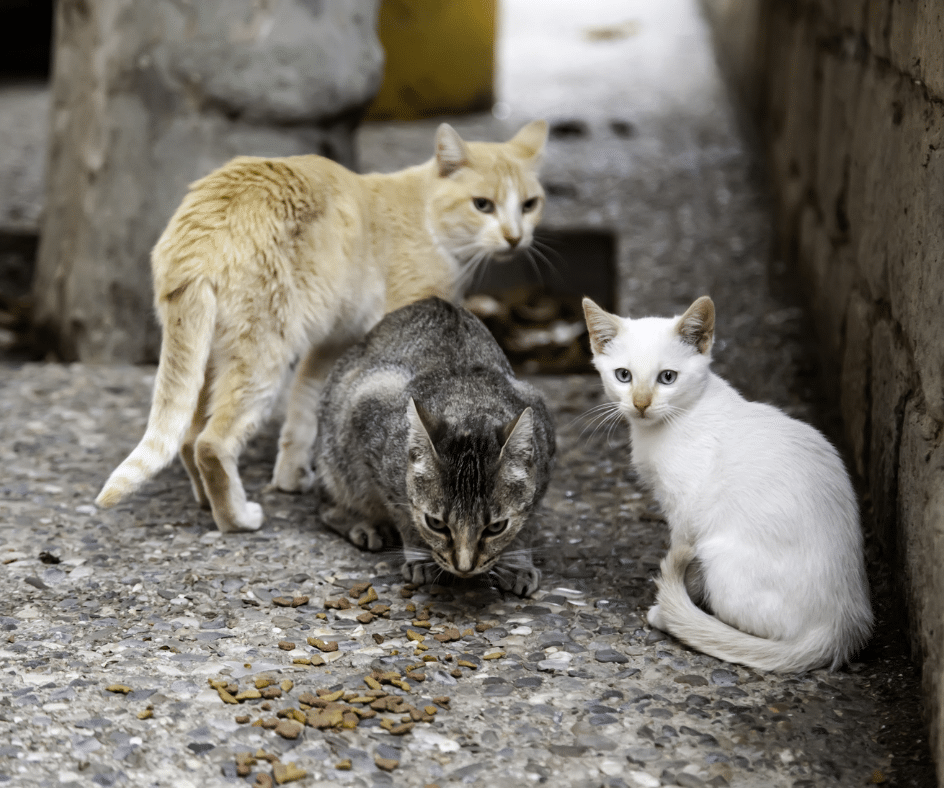 Vários Gatos