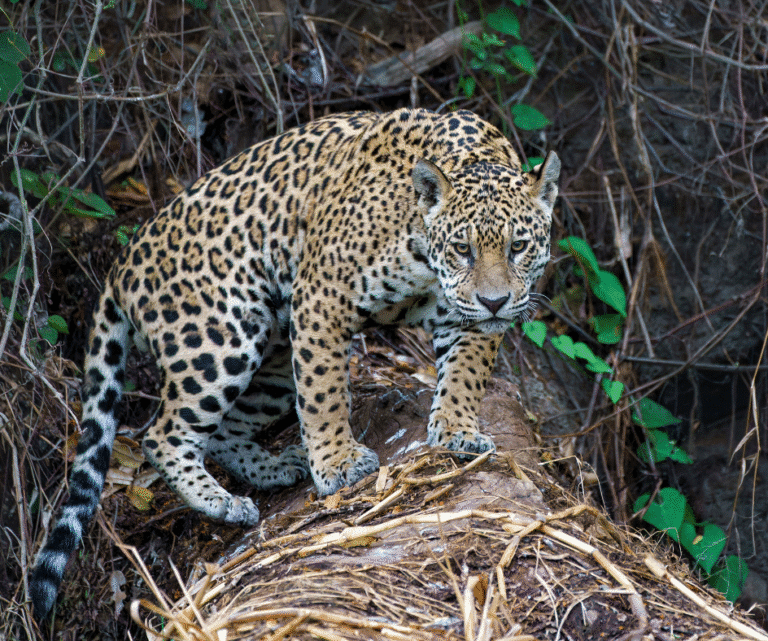 onça-pintada pantanal