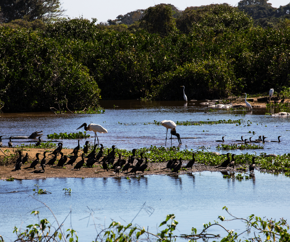 Pantanal