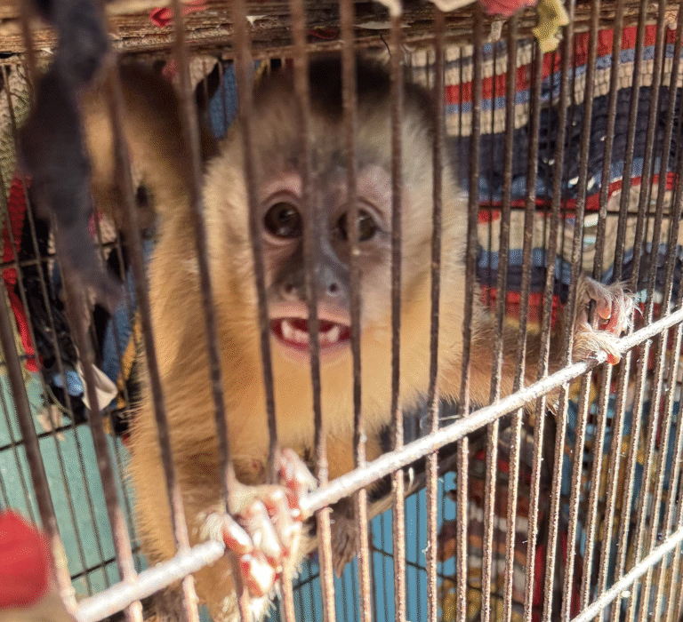 Macaco_prego Operação Hanuman_Ampara Blog