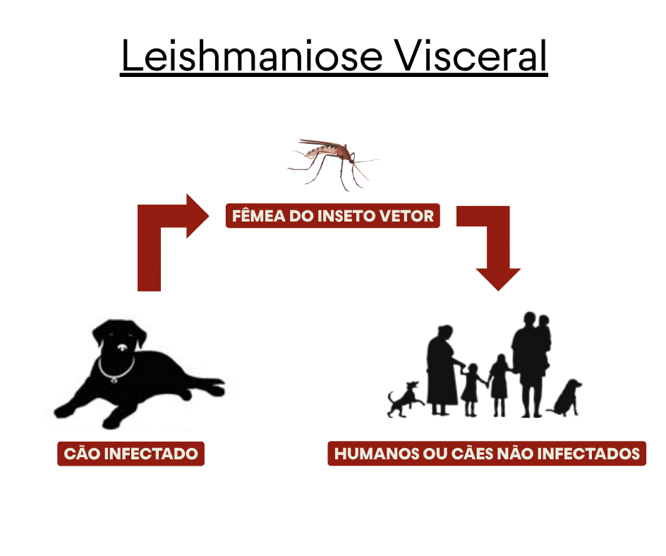 Leishmaniose Visceral