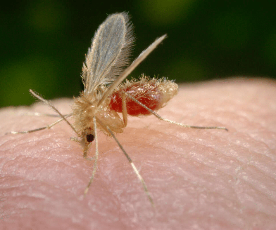 Mosquito