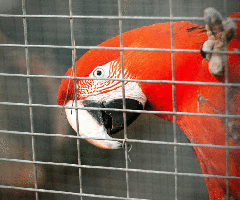 O advocacy e sua importância para a Conservação da Biodiversidade