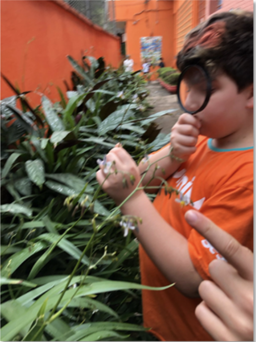Desafio da Natureza Urbana 2025 3