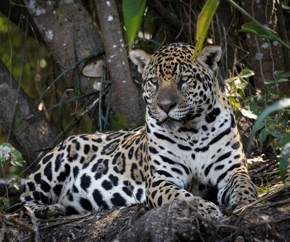 onça-pintada pantanal