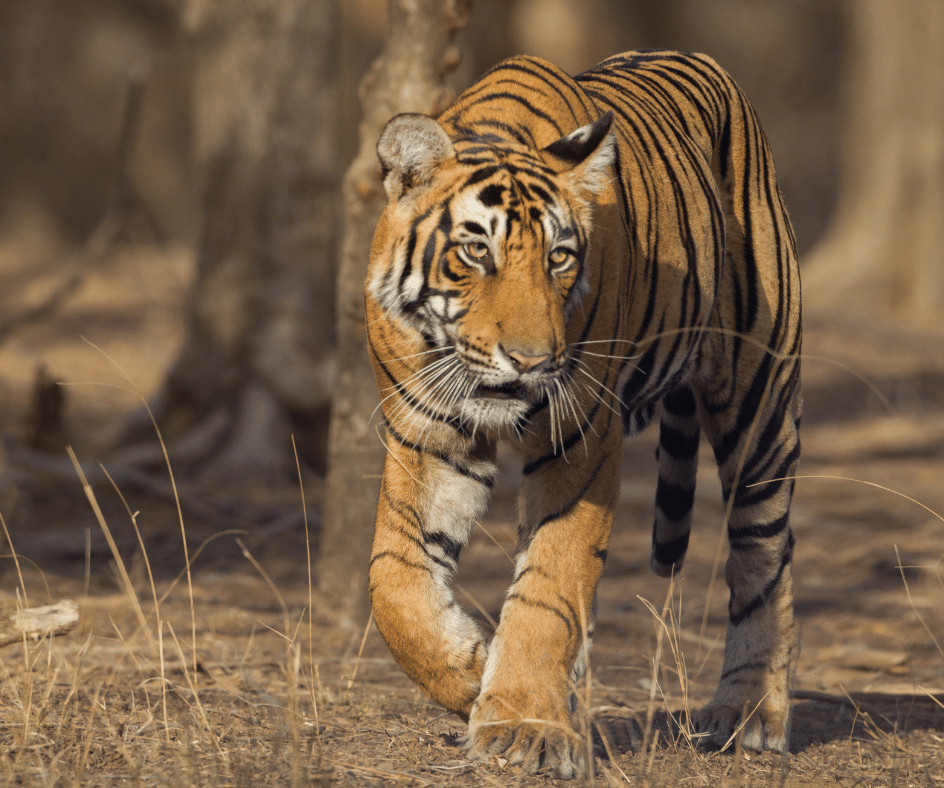 tigre