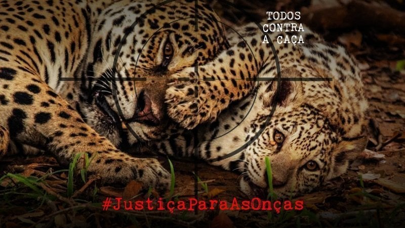 Todos contra a caça