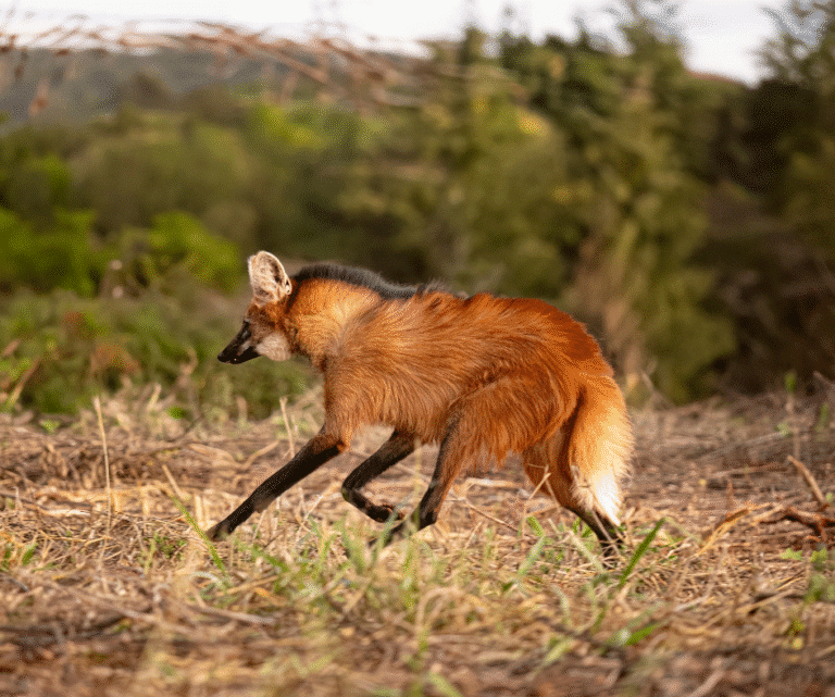 Lobo-guará, espécie ameaçada de extinção
