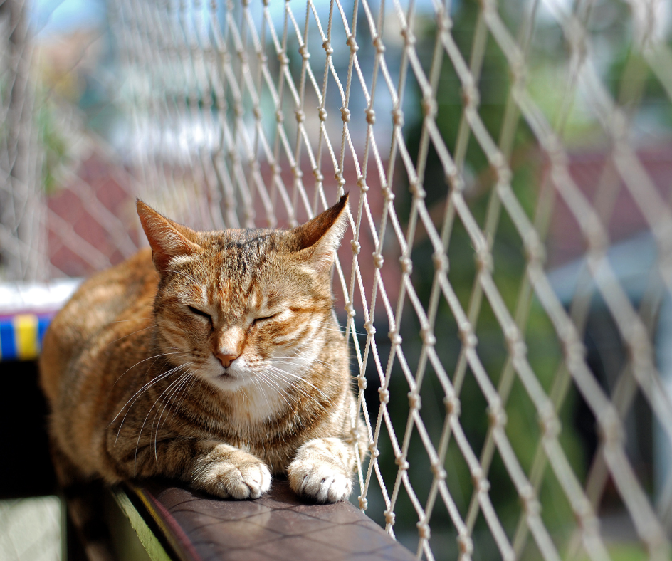 Gato dormindo na varanda