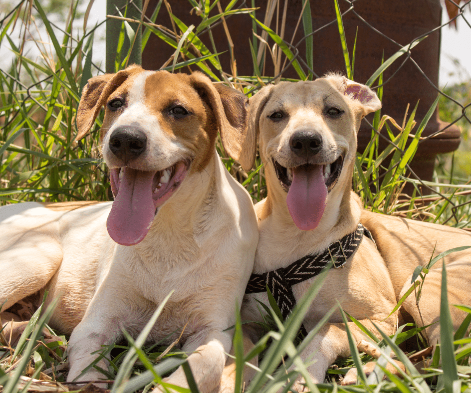 Dois Cachorros