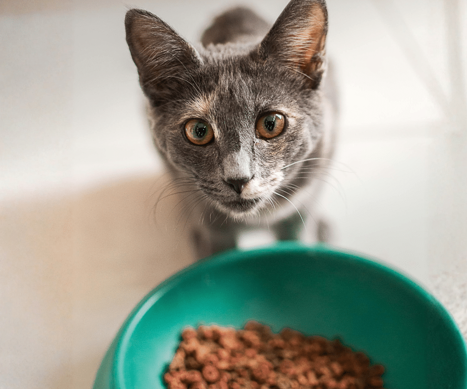 Gato com ração