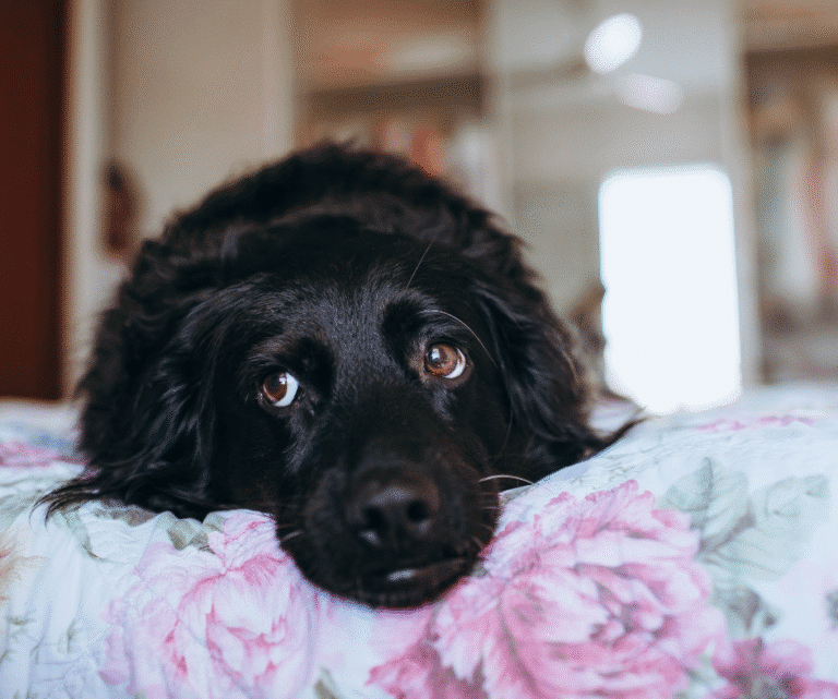 Você também se preocupa com a saúde mental do seu pet?