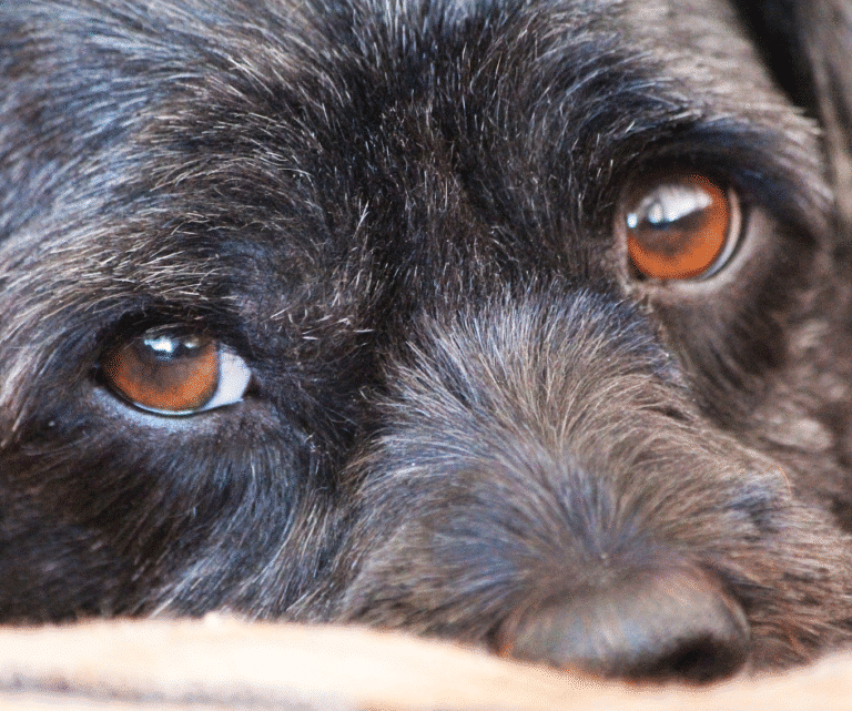 Por que proteger a visão do seu pet? - Olhar cachorro