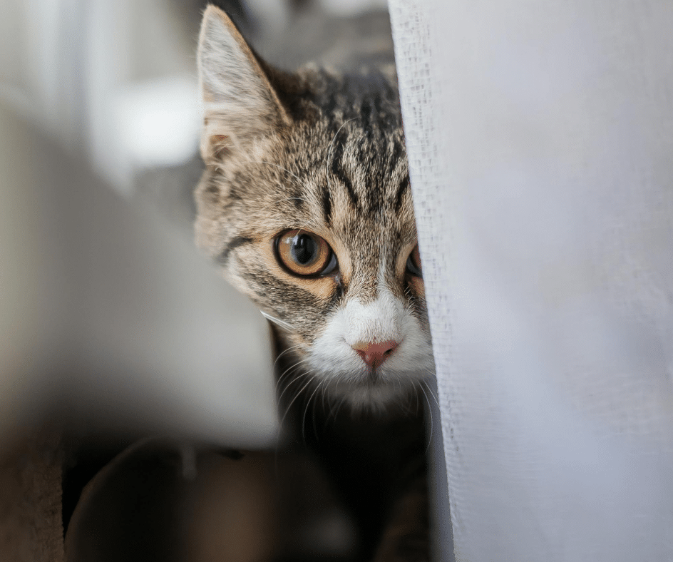 Por que proteger a visão do seu pet? 1
