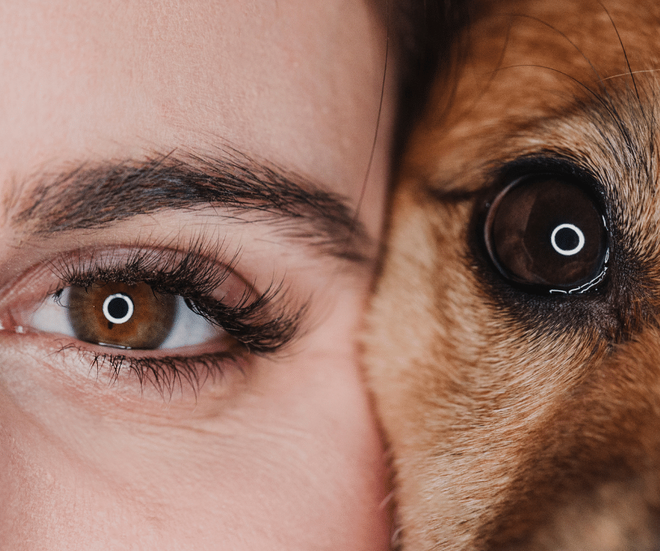 Humano e Pet Visão